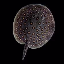 String Ray Motoro